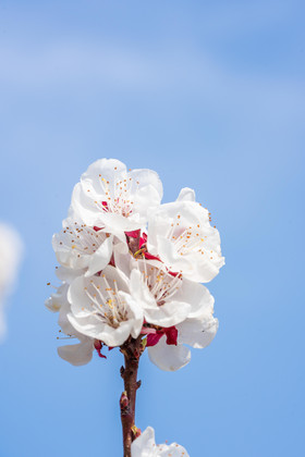 伊犁杏花圖片