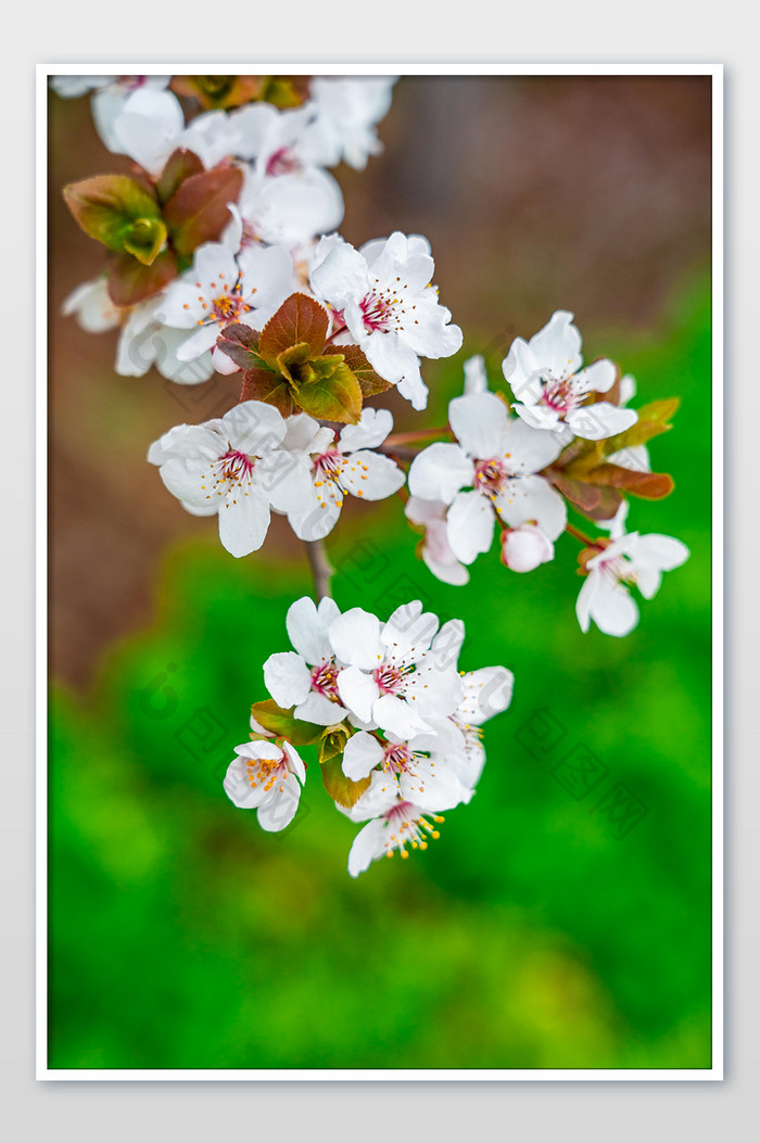 白色杏花花枝摄影图