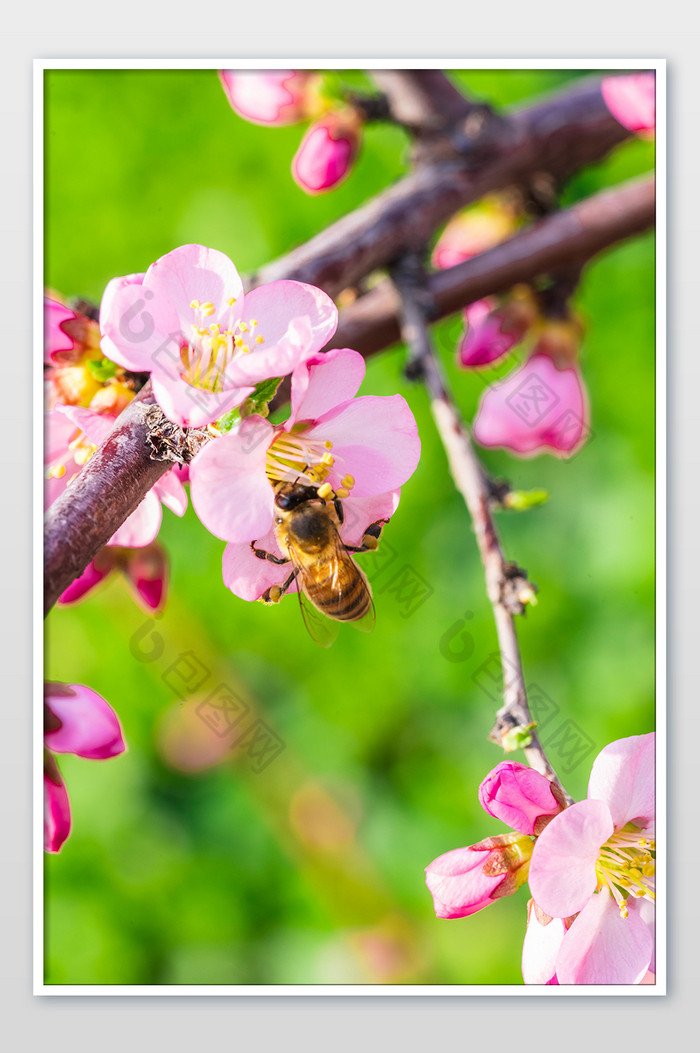 桃花上采蜜的蜜蜂图片图片