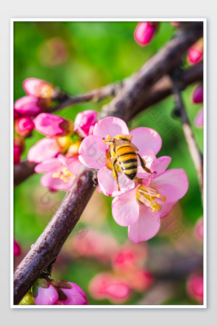 粉色桃花上采蜜的蜜蜂图片图片