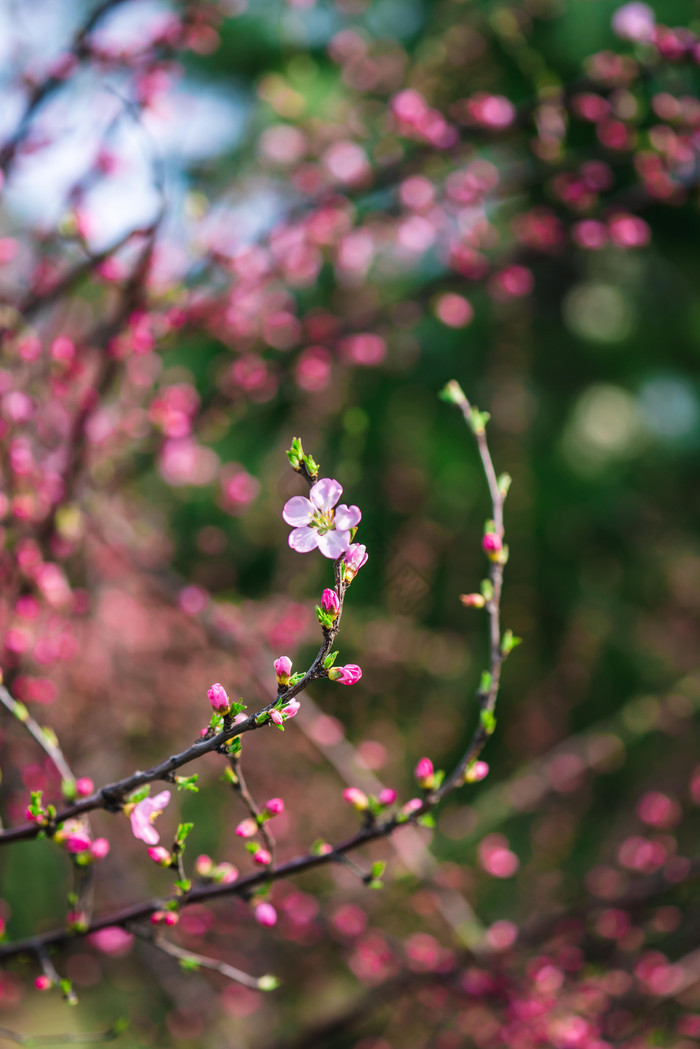 桃花花骨朵花枝摄影图图片