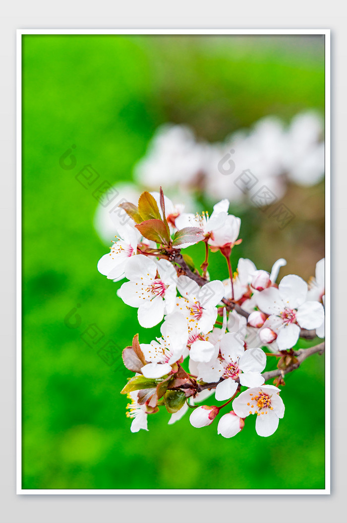 繁茂的白色杏花花朵图片图片
