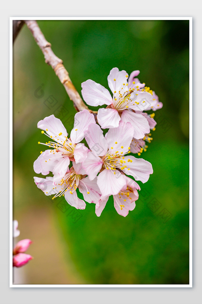 盛开的粉色杏花摄影图