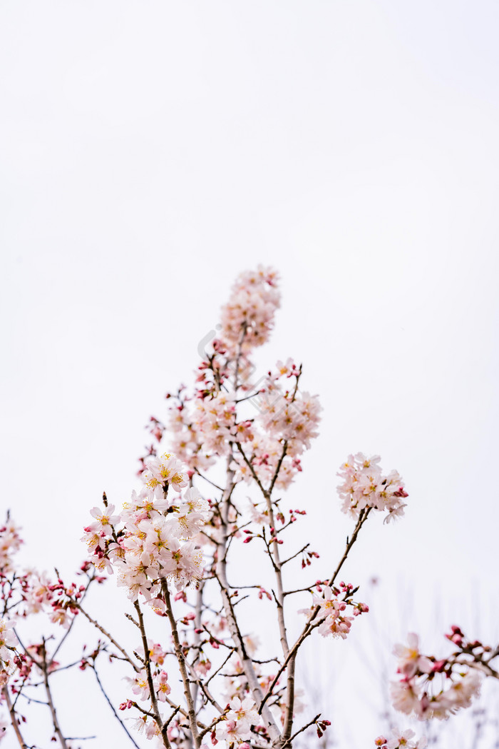 繁茂的杏花树枝摄影图图片