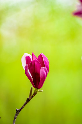 红色玉兰花花蕾摄影图