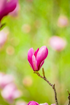 玉兰花花枝摄影图