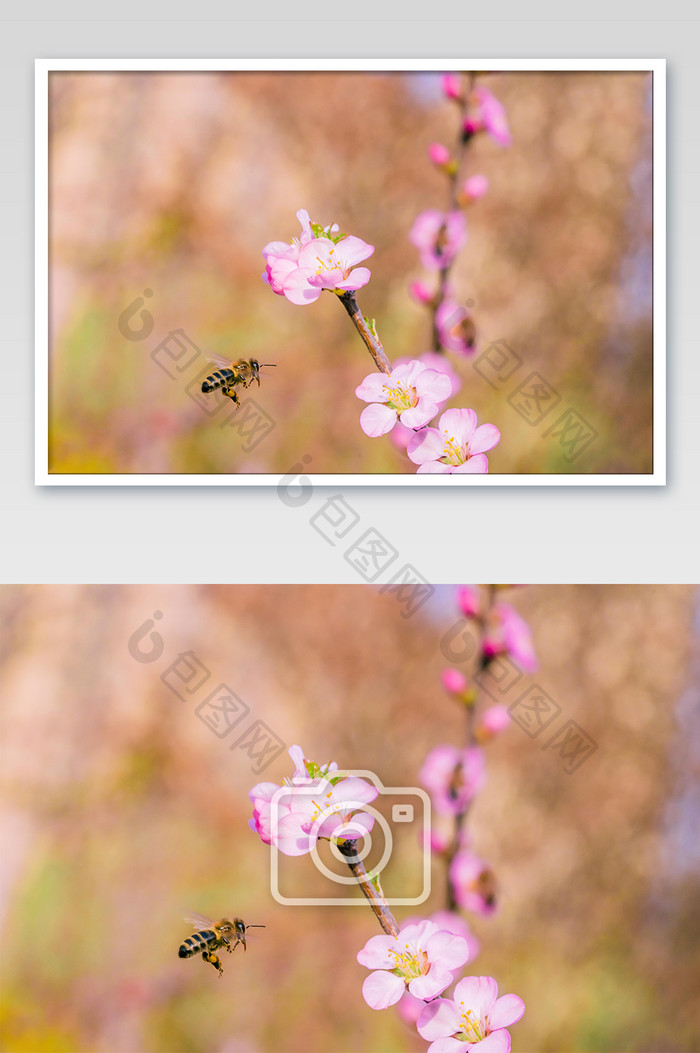 粉色桃花和蜜蜂摄影图