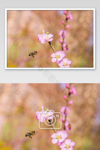粉色桃花和蜜蜂摄影图图片