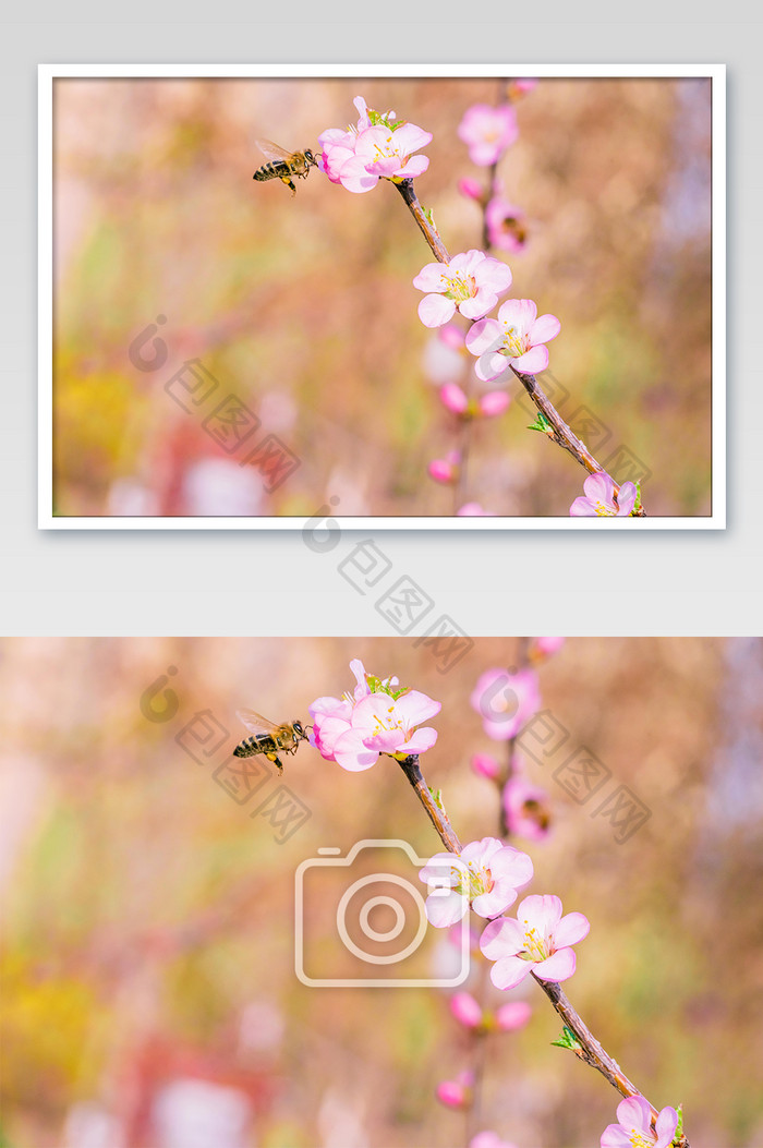 桃花采蜜的蜜蜂摄影图