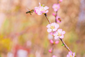 桃花采蜜的蜜蜂摄影图