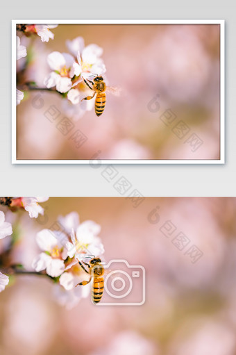 桃花上采蜜的蜜蜂摄影图图片