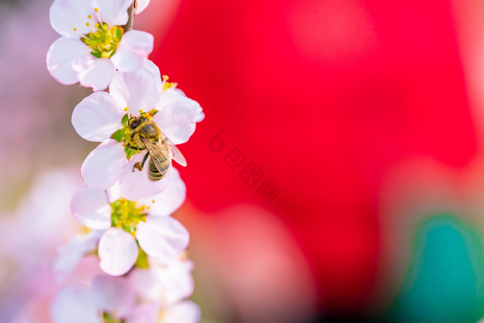 桃花花枝上采蜜的蜜蜂图片