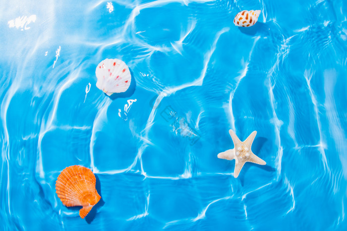 夏日海面贝壳摄影图图片