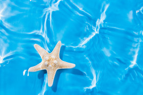 夏日海面上的贝壳海星