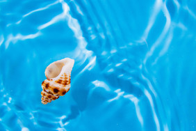 夏日度假贝壳和海螺