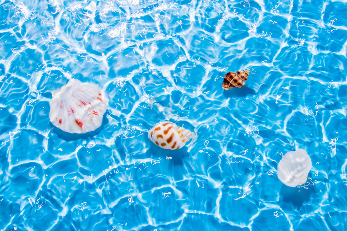 夏日度假海面贝壳