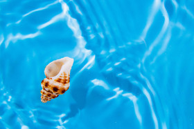 夏日度假海水中的海螺