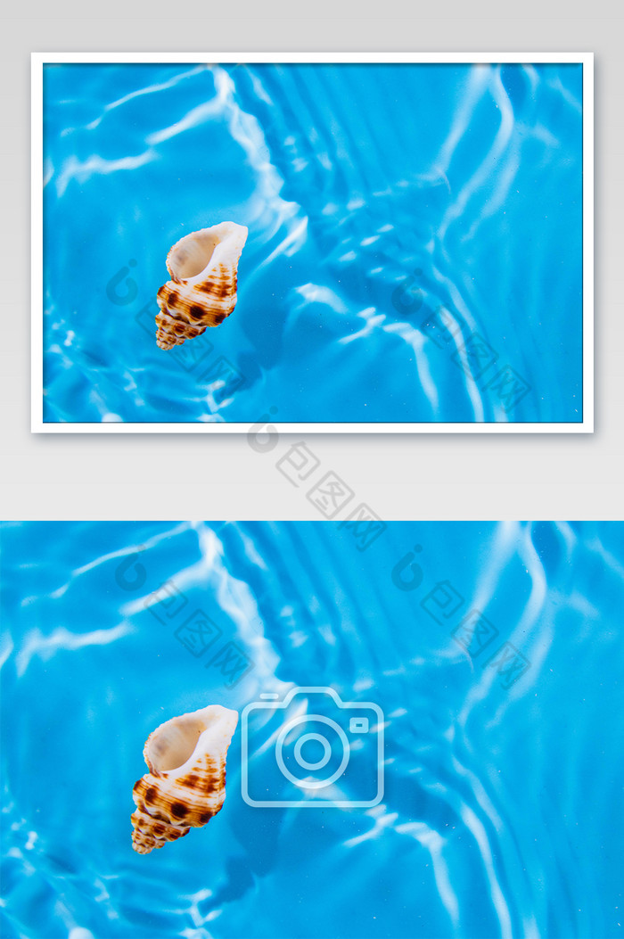 夏日度假海水中的海螺图片图片