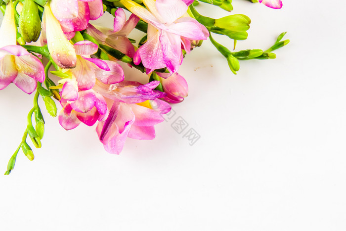 粉色鲜花香雪兰摄影图图片