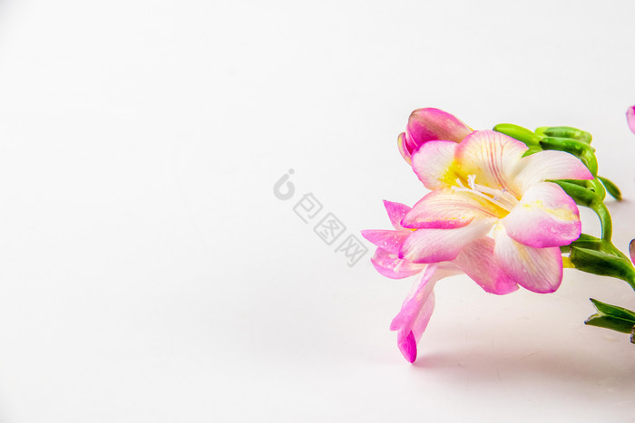 粉色香雪兰花朵摄影图图片