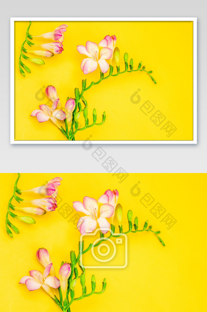 黄色背景香雪兰鲜花