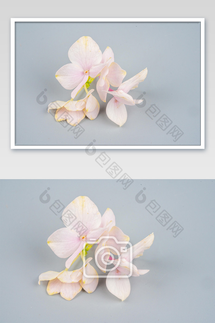 粉色花朵绣花球摄影图