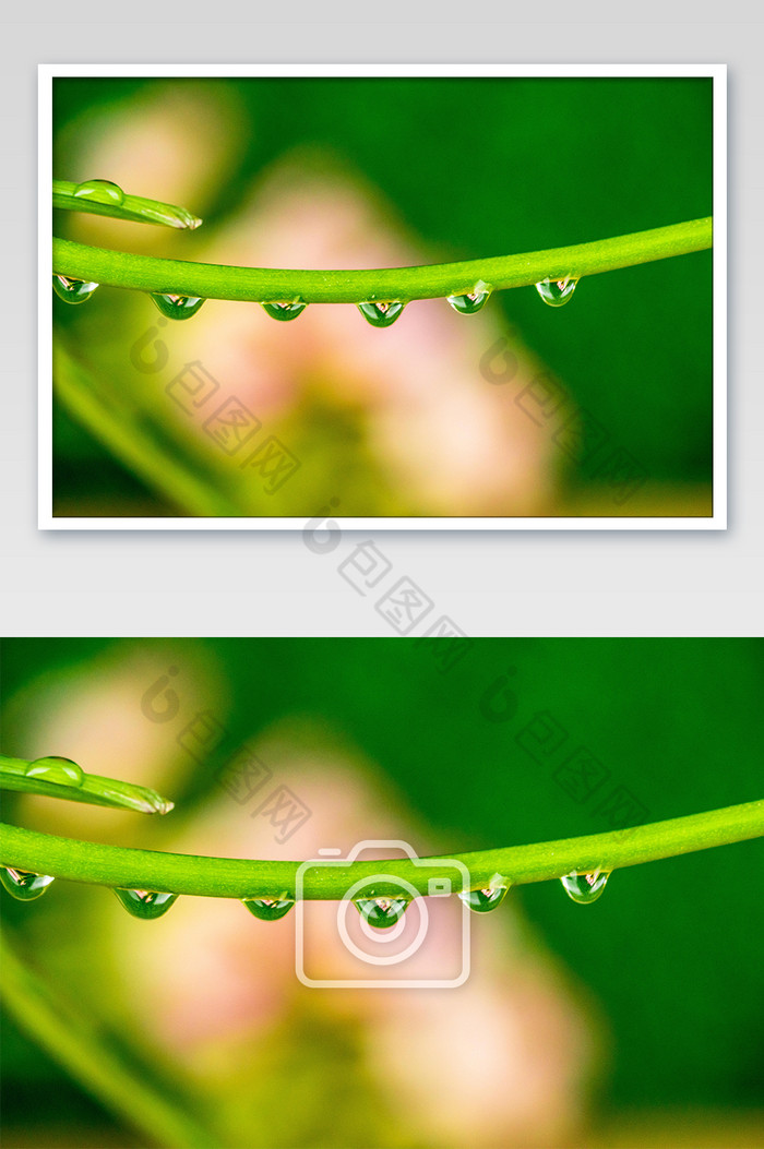 叶径上的水珠摄影图图片图片