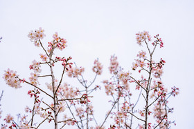 粉色樱花花枝摄影图