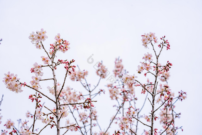 粉色樱花花枝摄影图图片