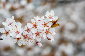 盛开的樱花花朵摄影图