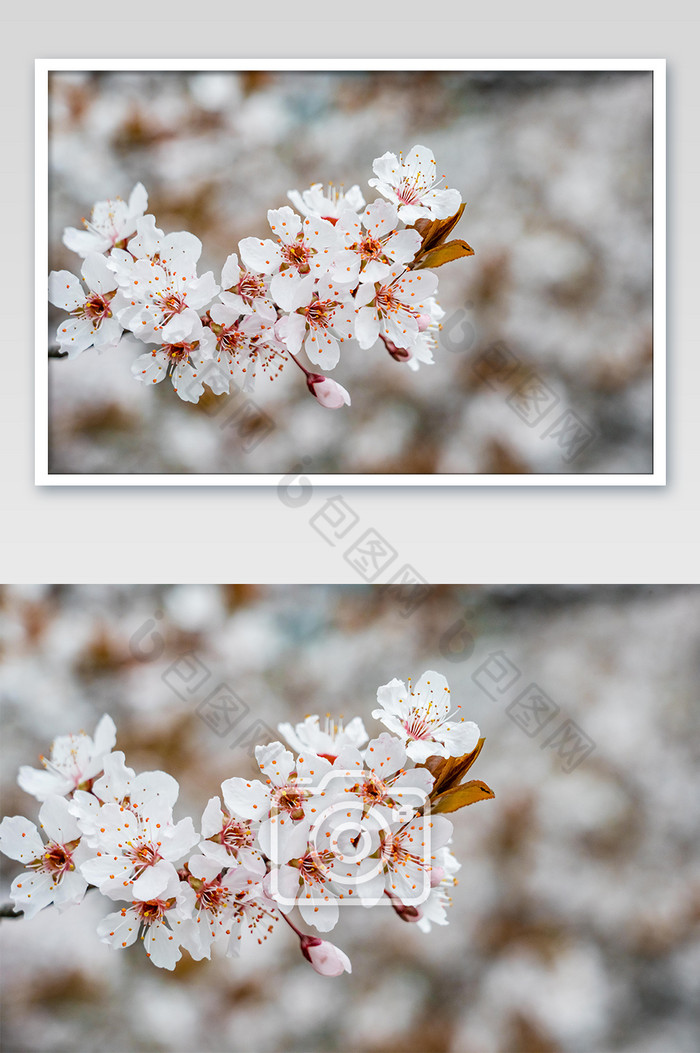 盛开的樱花花朵摄影图图片图片