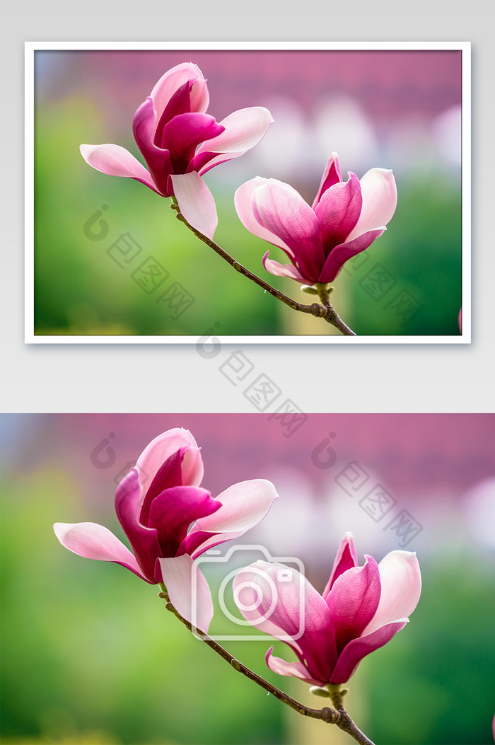 粉色玉兰花花朵摄影图
