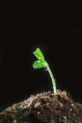 春季谷雨发芽的小草