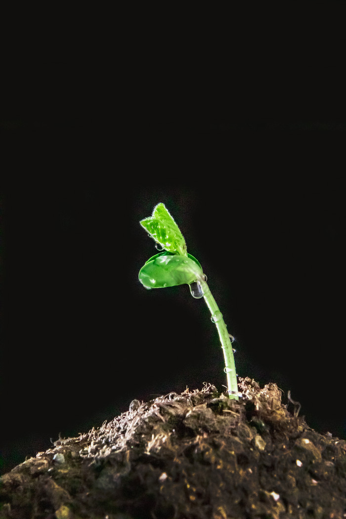 春季谷雨发芽的小草图片