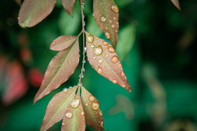 清新雨季谷雨节气树叶水滴摄影图