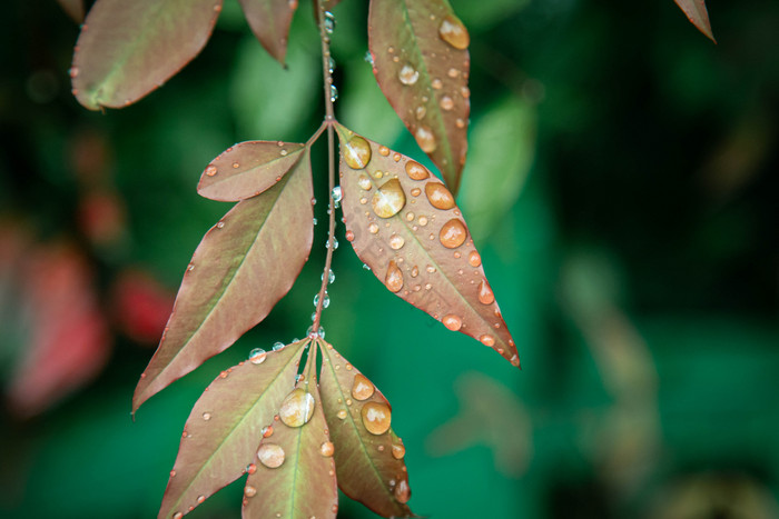 清新雨季谷雨节气树叶水滴摄影图图片