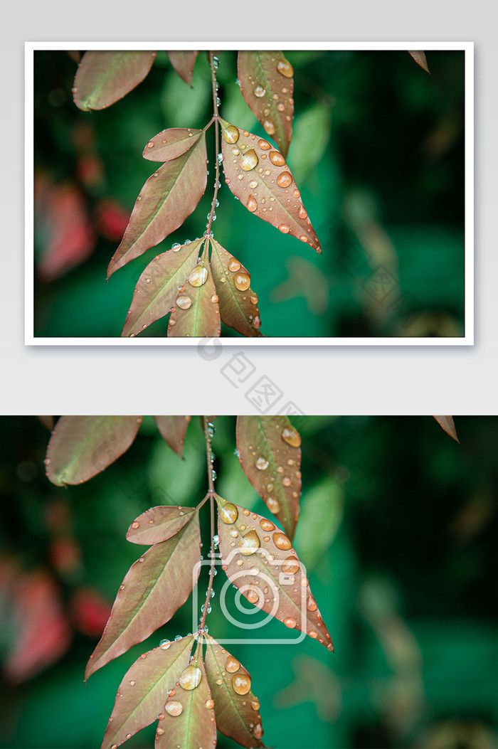 清新雨季谷雨节气树叶水滴摄影图
