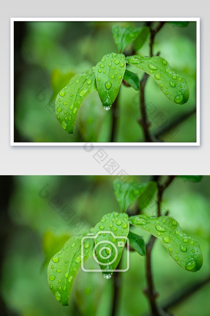 清新雨季谷雨节气摄影