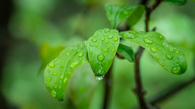 清新雨季谷雨节气摄影