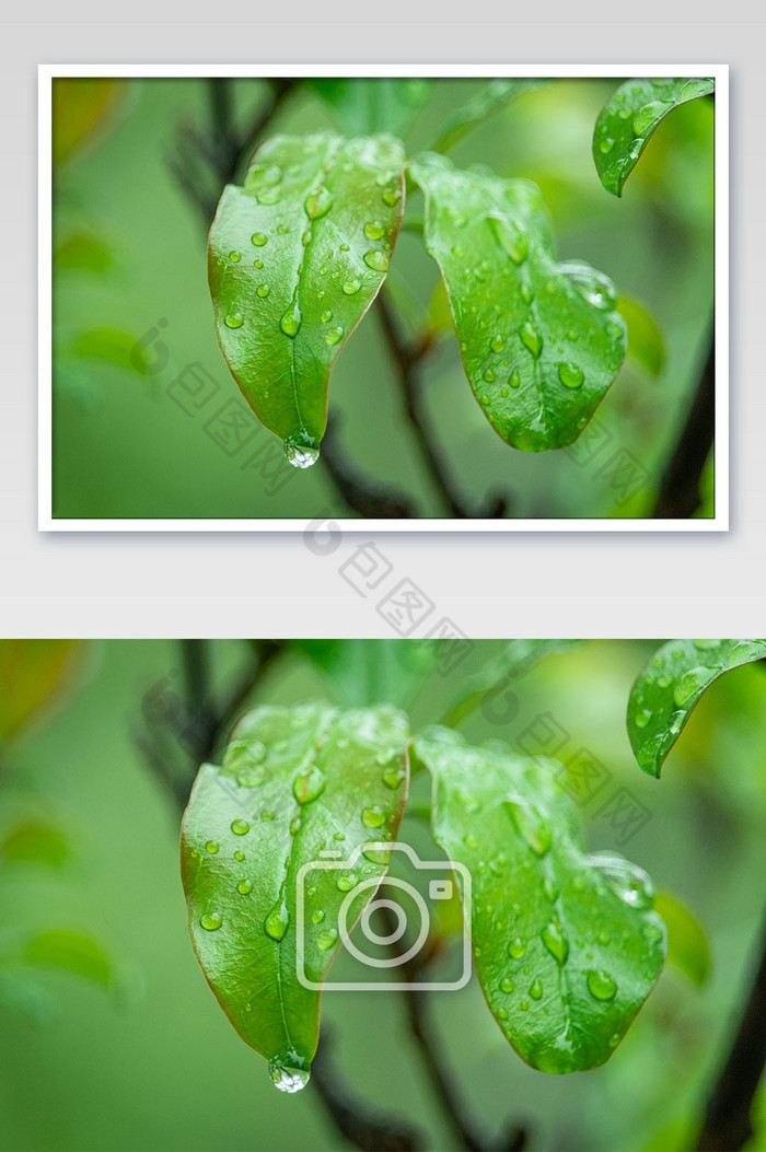 清新雨季谷雨节气摄影图图片图片