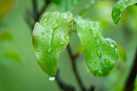 清新雨季谷雨节气摄影图