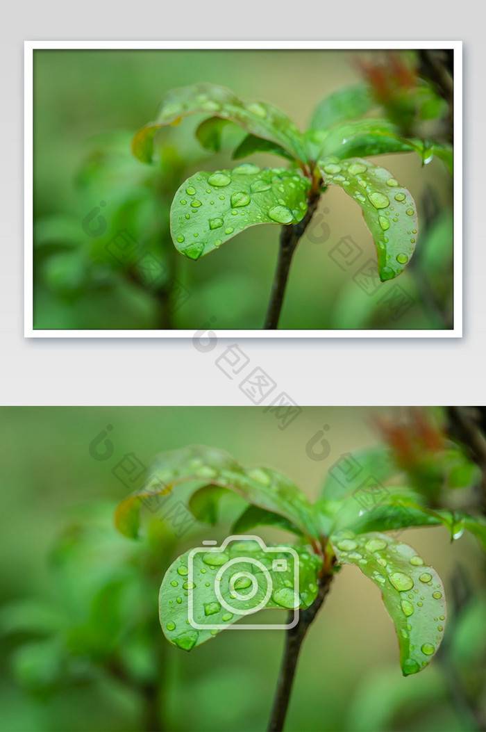 清新谷雨节气树叶上的露珠摄影