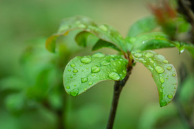 清新谷雨节气树叶上的露珠摄影