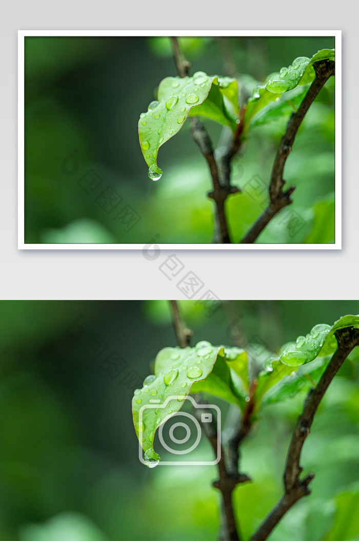 清新谷雨节气树叶上的露珠摄影图