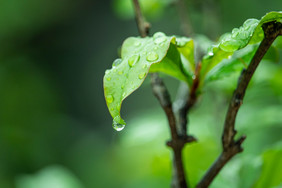 清新谷雨节气树叶上的露珠摄影图