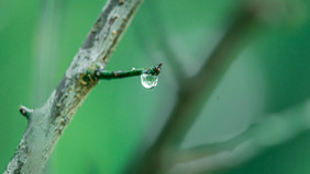 大气谷雨节气树枝上的露珠摄影图