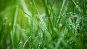 清新谷雨节草丛的露珠摄影图