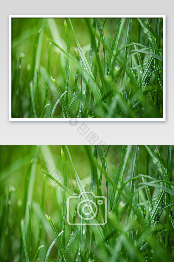 清新谷雨节草丛的露珠摄影图