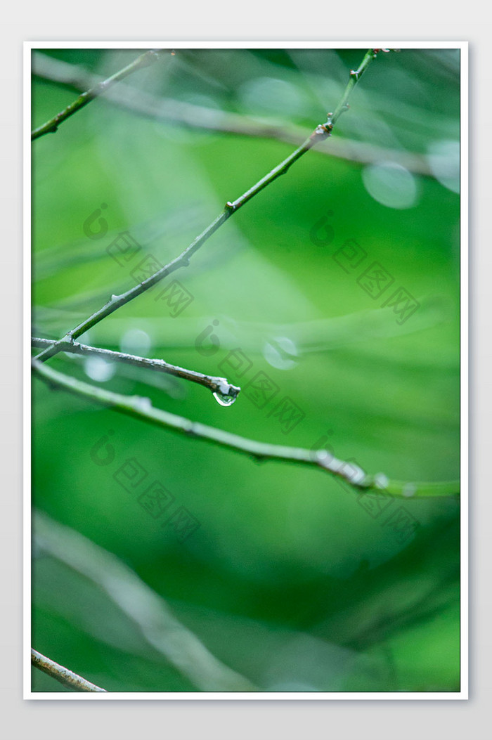 谷雨节气树枝上的露珠摄影