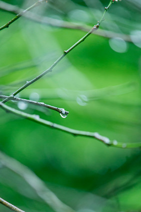 谷雨节气树枝上的露珠摄影